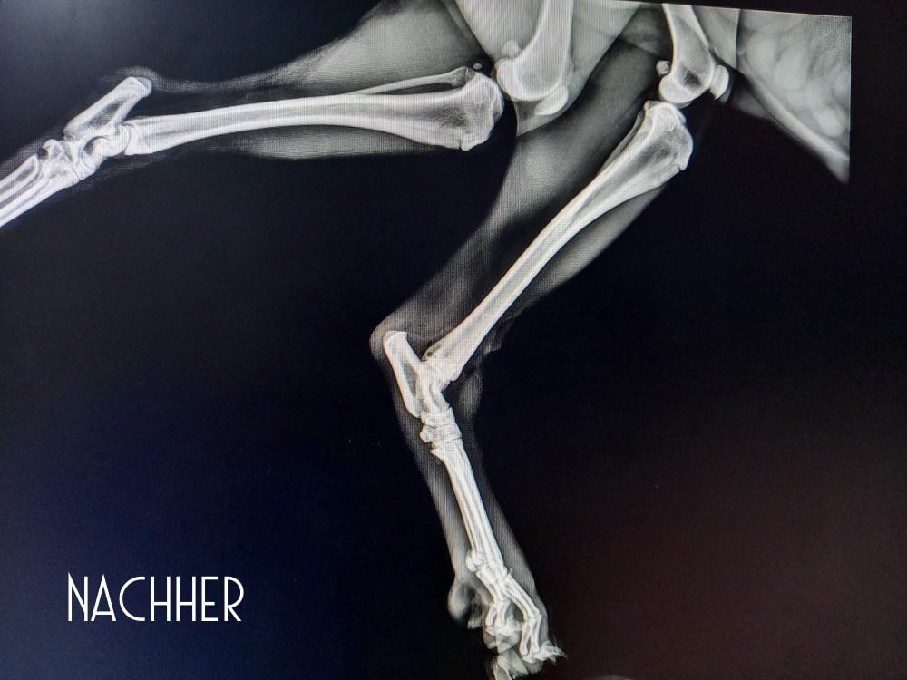 Röntgenbild von verheilten Knochen