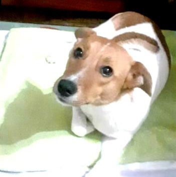 Tierschutzhund Rosa auf einer grünen Decke