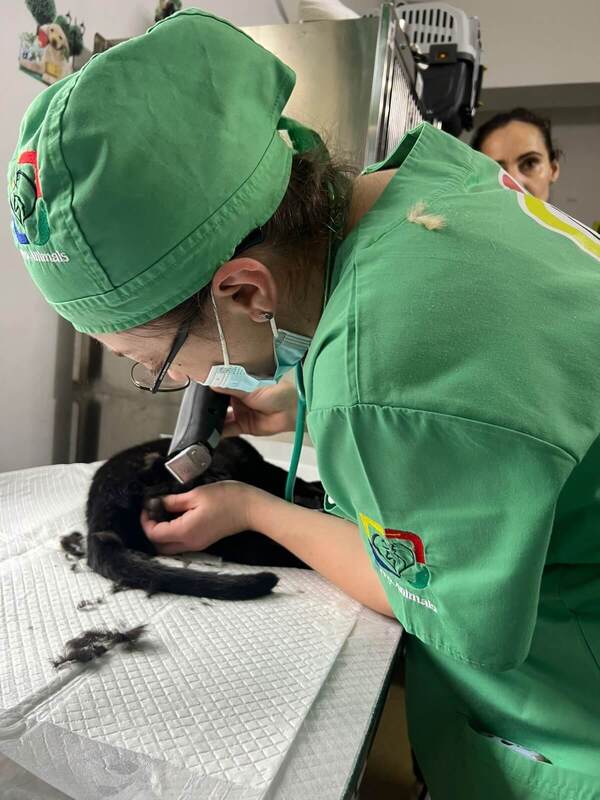 Eine Tierärztin bereitet die Operation vor