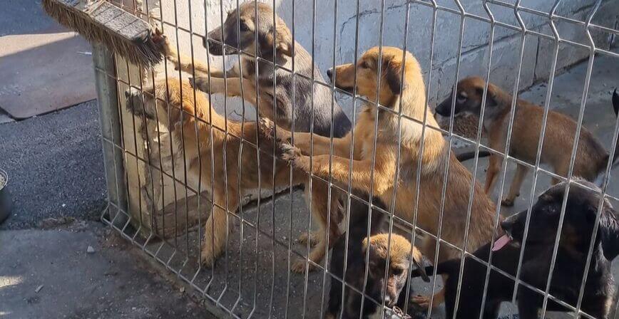 Mehrere Hunde stehen erwartungsvoll an einem Gitter