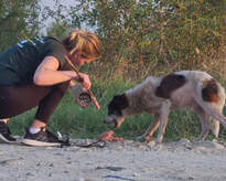 Eine Frau füttert einen Straßenhund an