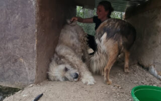 Eine Tierschützerin kümmert sich um zwei Hunde