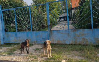 Zwei Hunde vor einem blauen Zaun