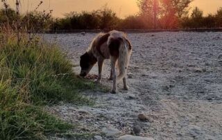Ein Hund auf der Straße bei Sonnenuntergang