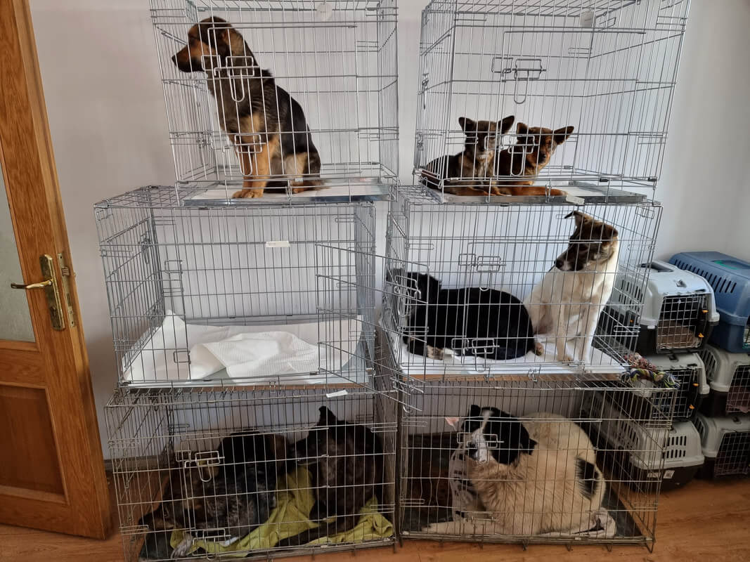 Mehrere Hunde in Käfigen