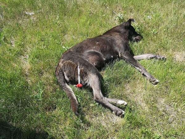 Ein Hund liegt mit Betäubungsspritze im Gras