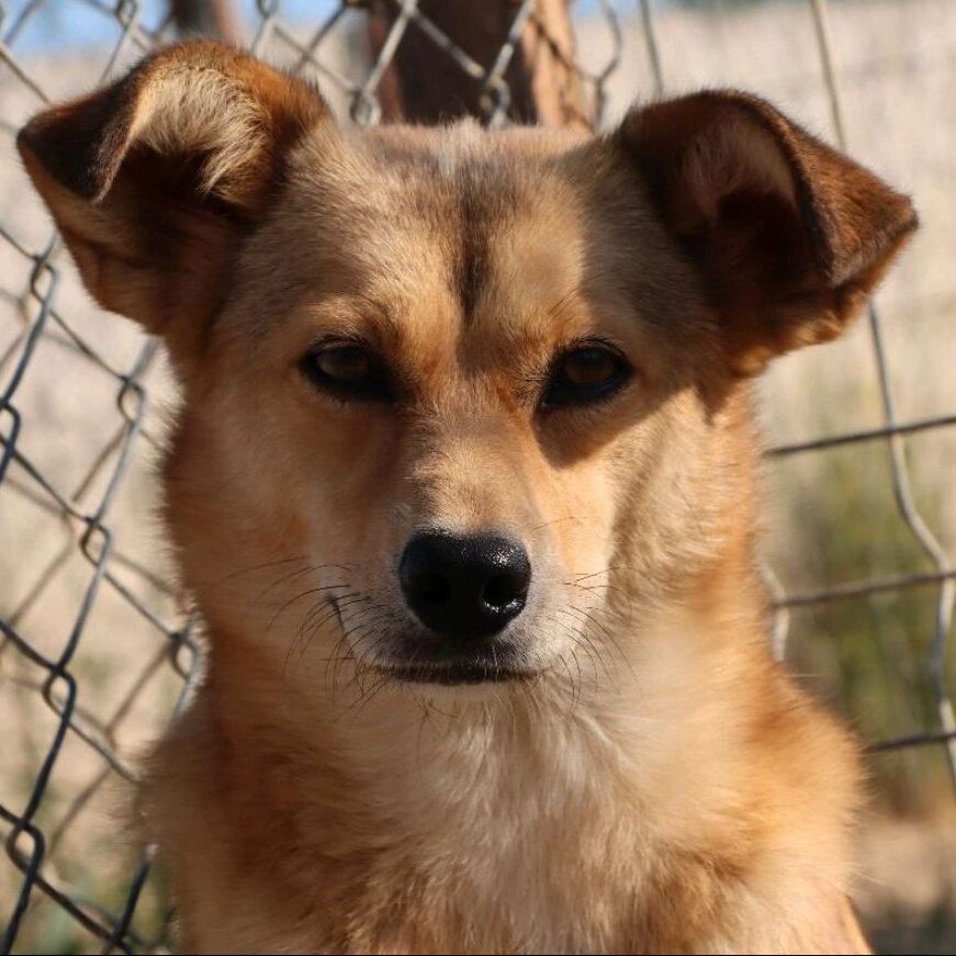 Tiervermittlung Hunde Rumänien