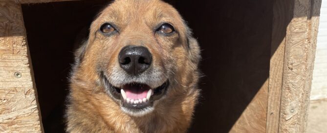 Tierschutzhund Fred im Hundehäuschen.