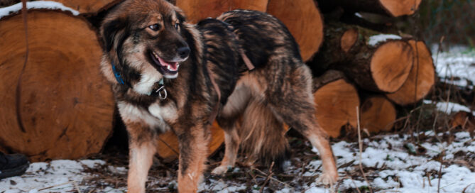 Tierschutzhund Tasha im Wald.