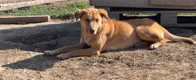 Tierschutzhund Gjon vor der Hütte