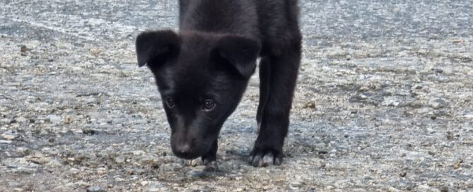 Tierschutzhund Cleo auf der Straße.