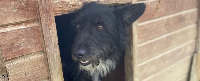 Tierschutzhund Lenny in der Hütte.