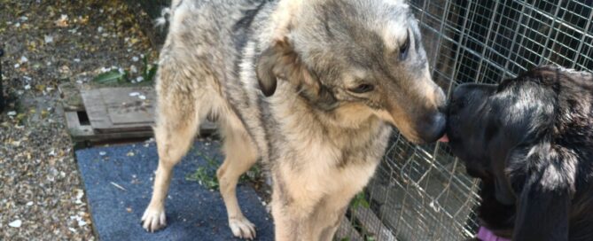 Tierschutzhund Clark im Shelter.