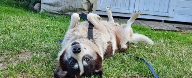 Tierschutzhund Charlie Chaplin auf dem Rücken.