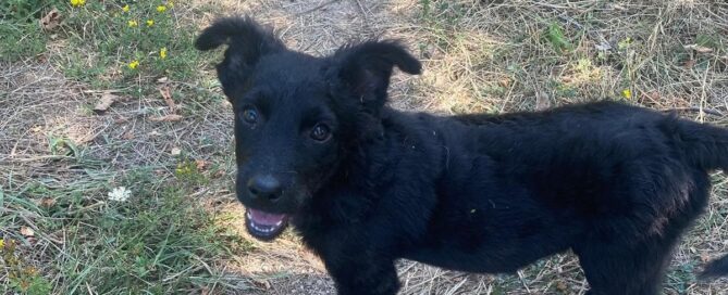 Tierschutzhund Leo auf dem Weg.