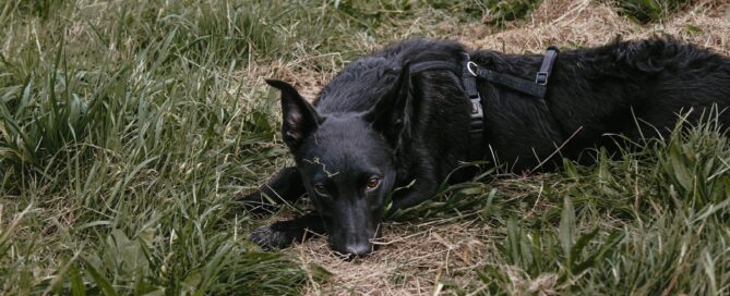 Tierschutzhund Pepsi liegt auf dem Boden.