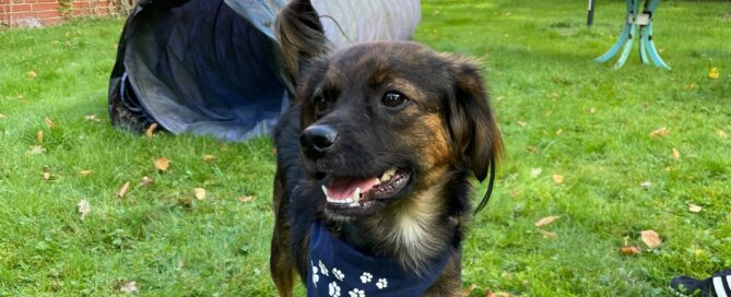 Tierschutzhund Rocky auf der Wiese.