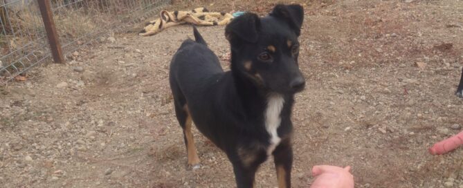 Tierschutzhund Hilly spielt gerne.