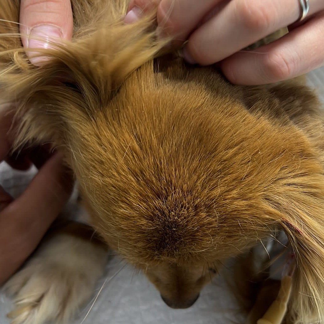 Ein Tierarzt schaut in ein Ohr eines Hundes