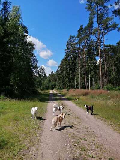 Vier Hunde auf einem Waldweg