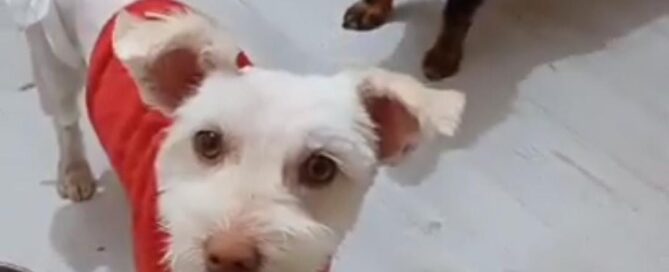 Tierschutzhund Candy schaut in die Kamera