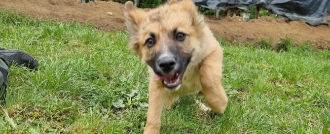 Tierschutzhund Romie auf der Wiese.