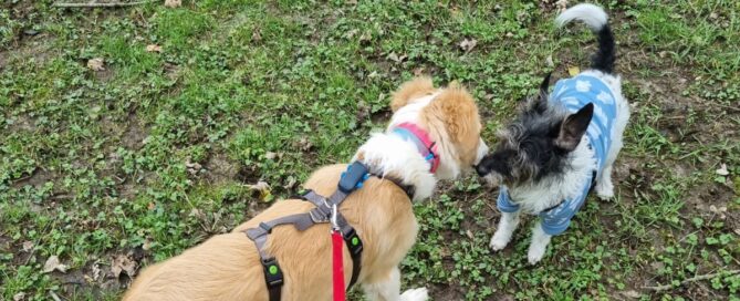 Tierschutzhund Lola spielt mit ihrem Freund