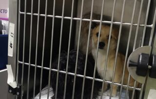 Zwei Tierschutzhunde sitzen im Käfig