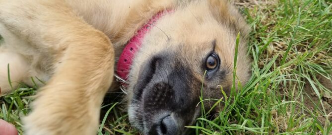 Tierschutzhund Candy freut sich über das grüne Gras.