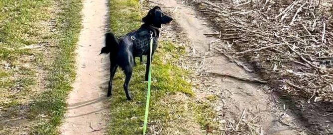 Tierschutzhund Aiko auf Tour