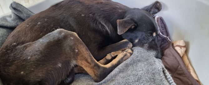 Tierschutzhund Luka schläft tief und fest