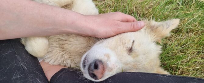 Tierschutzhund Smilla schläft noch sehr viel.