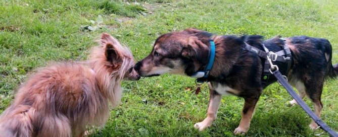 Tierschutzhund Biskit spielt mit seinem Fellfreund.