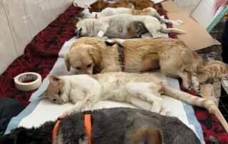 Tierschutzhunde nach der Kastration im Aufwachraum.