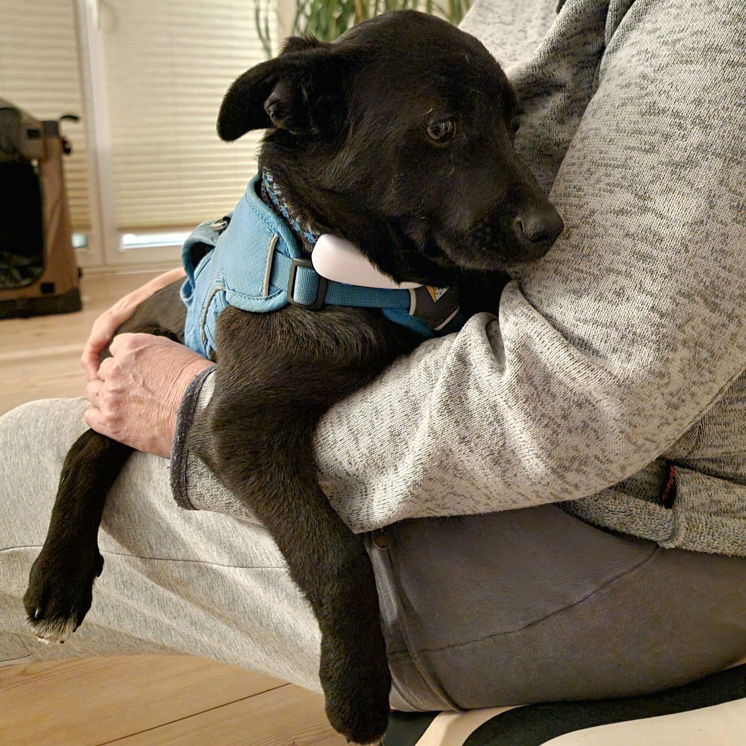 Loki Hunde von Pflegestellen in Deutschland kuschelt