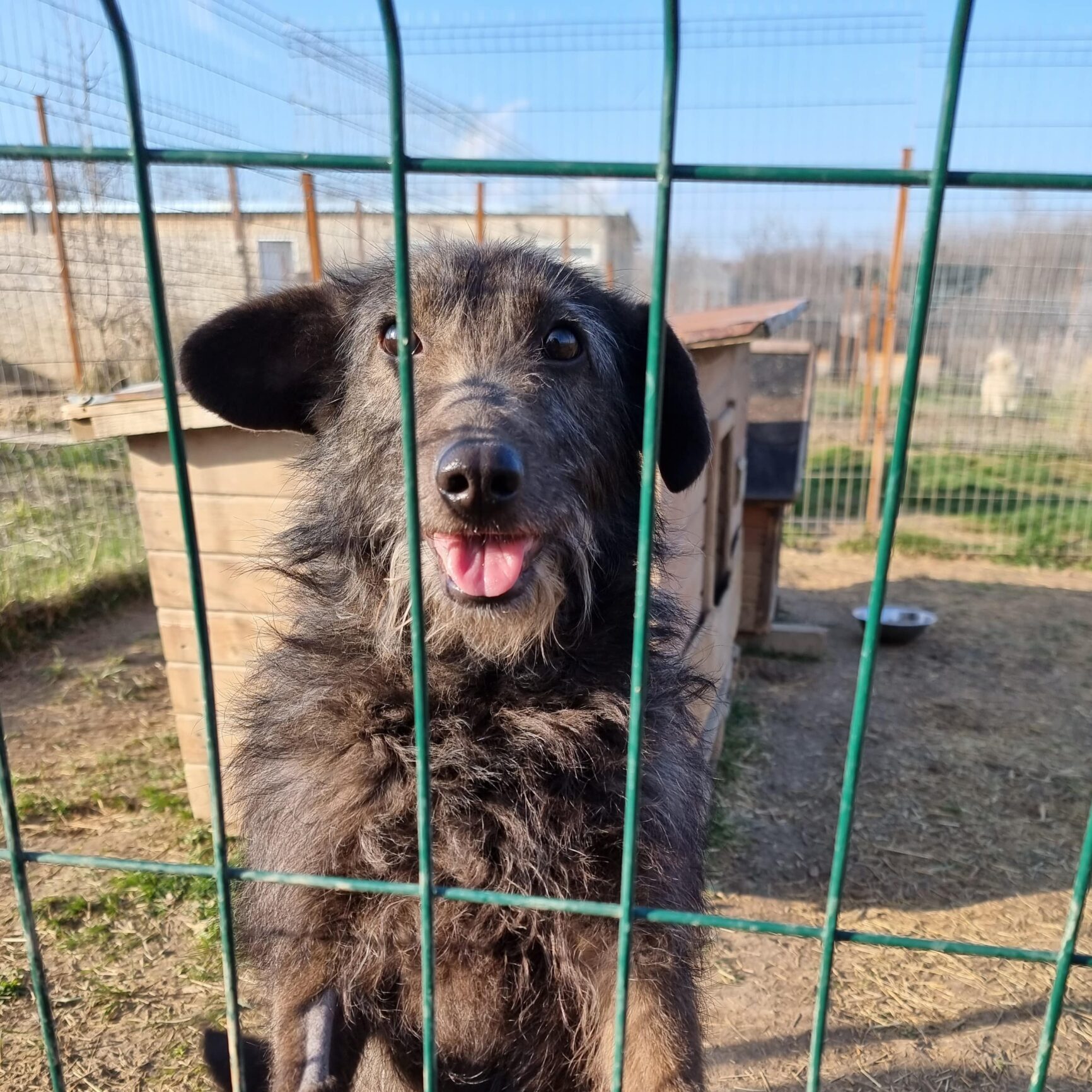 Hunde aus Rumänien adoptieren