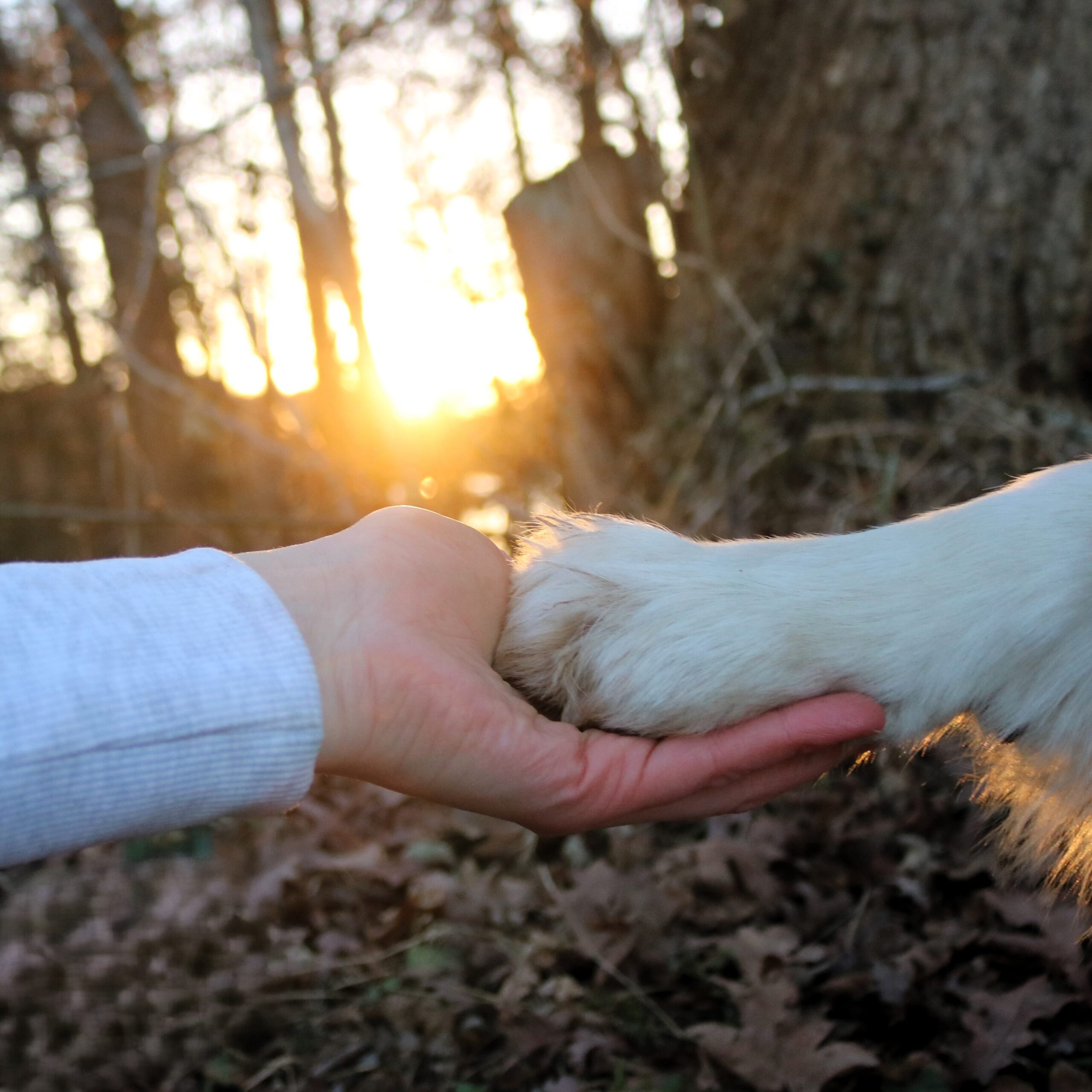 Hunde von Pflegestellen in Deutschland Ablauf Vermittlung