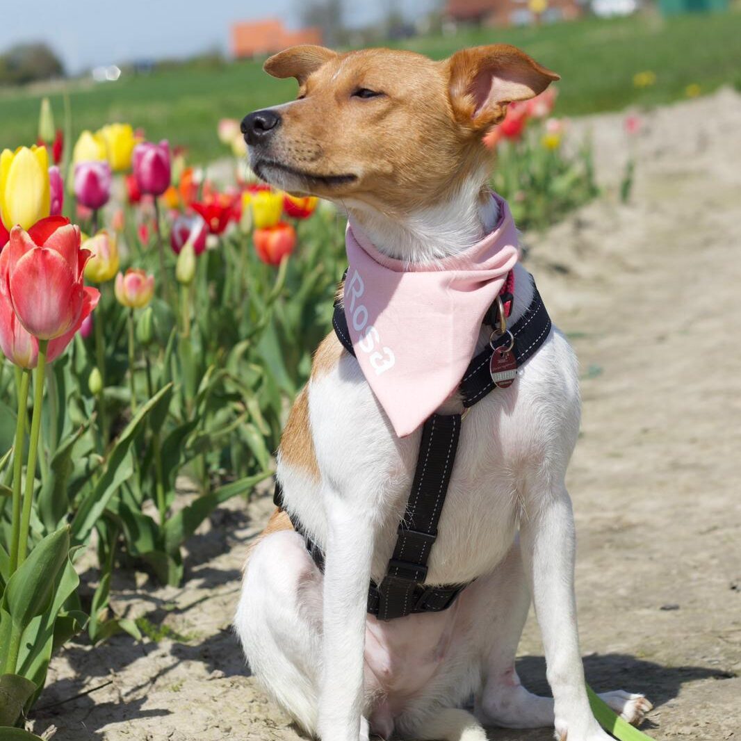 Tiervermittlung: glücklicher Hund