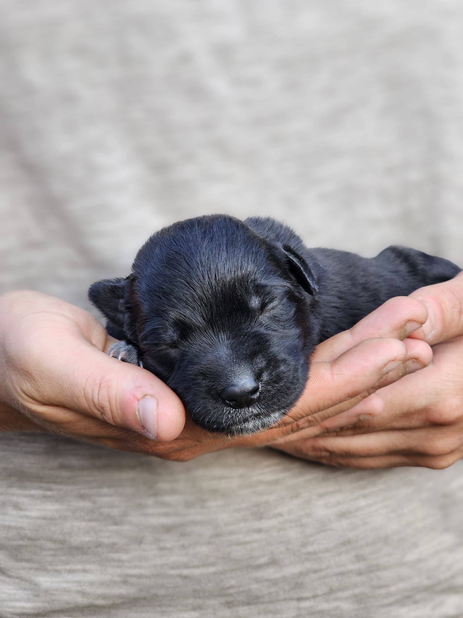 Hunde von Pflegestellen in Deutschland Welpe