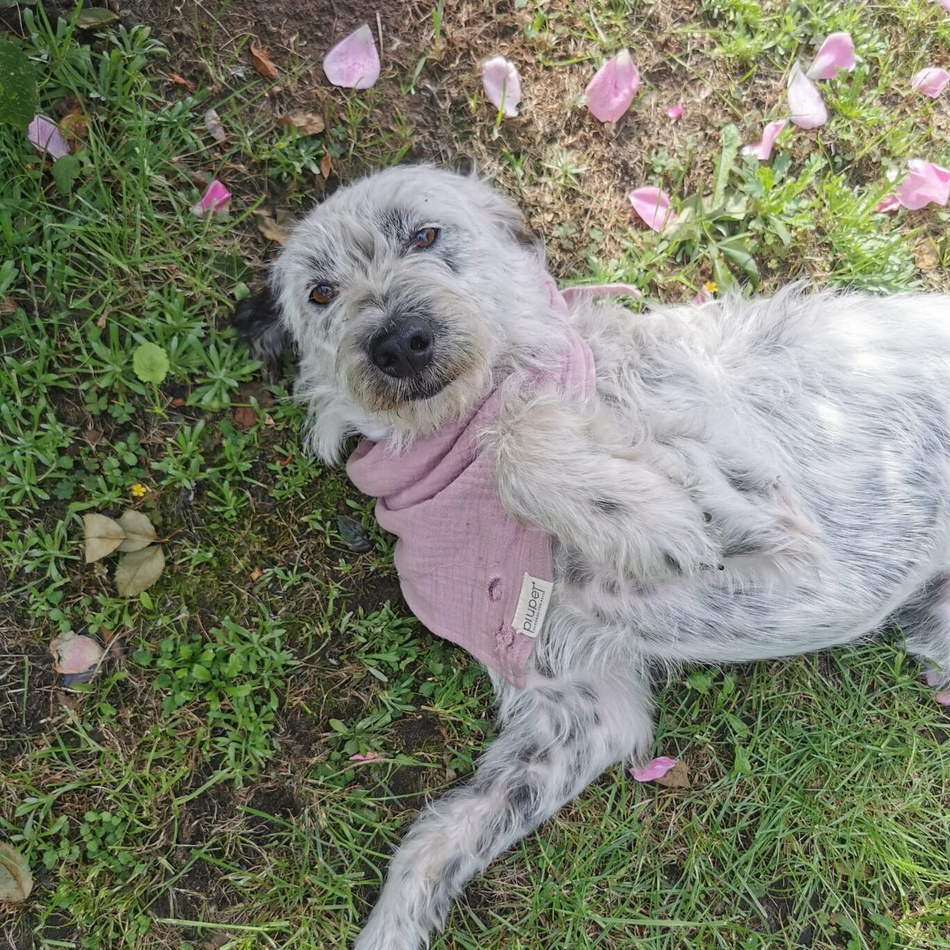 Tiervermittlung Hund guckt fragend