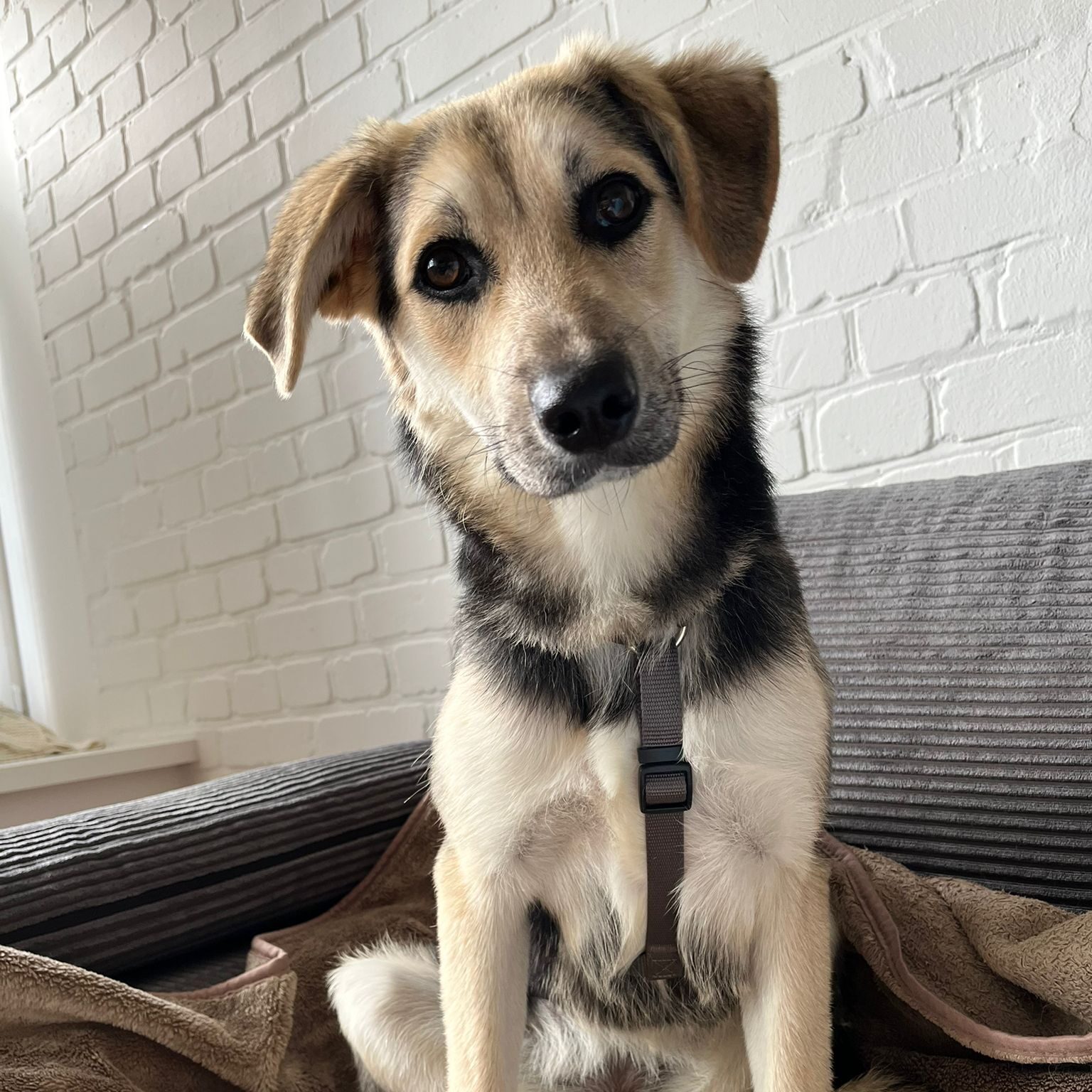 Tiervermittlung Hund guckt fragend