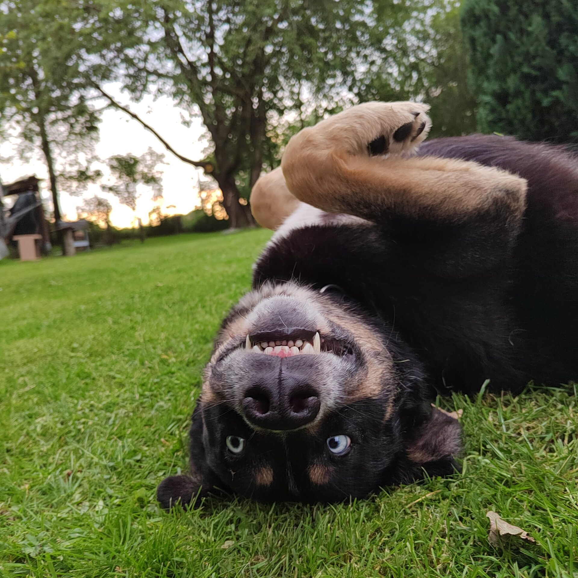 Tiervermittlung: glücklicher Hund