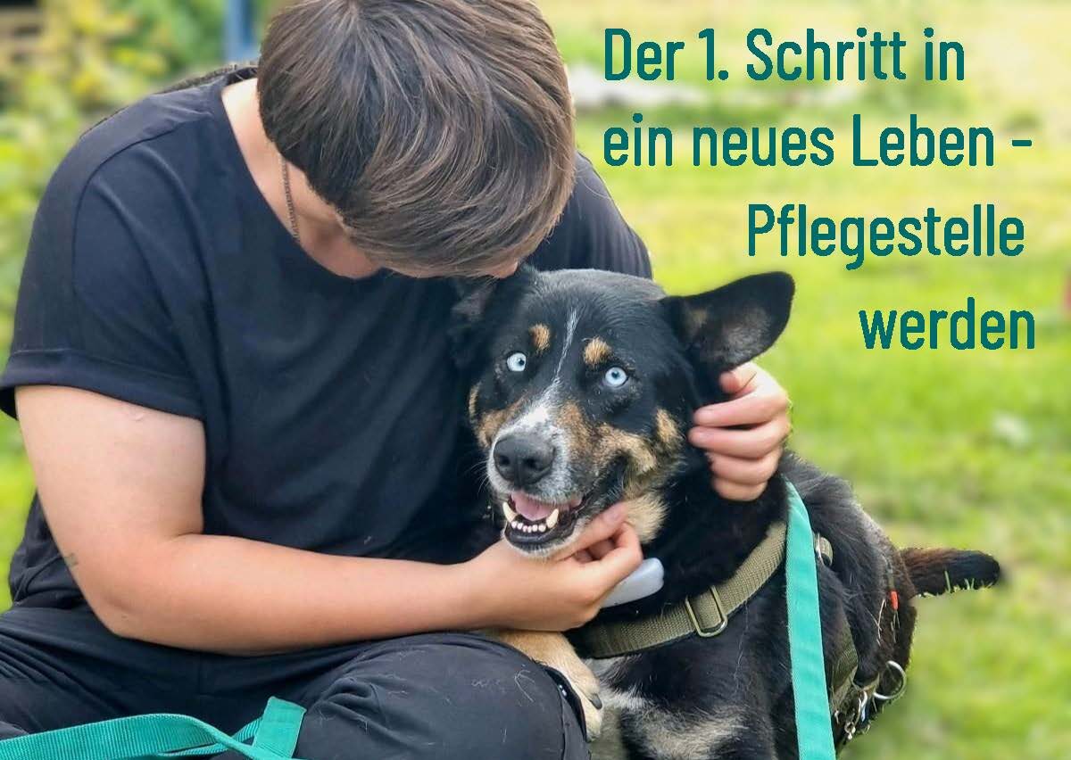 Pflegestellen gesucht