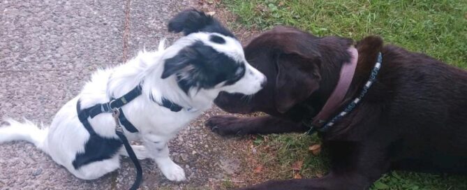 Tierschutzhund Madita spielt mit einem anderen Hund.