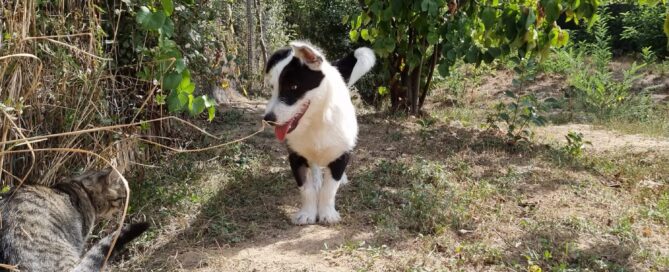 Tierschutzhund Scotti ist ein ganz süßer Rüde.