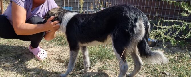 Tierschutzhund Martha ist im Shelter von Catalina angekommen.