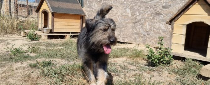 Tierschutzhund Fussel ist ein süßer Wuschelhund.