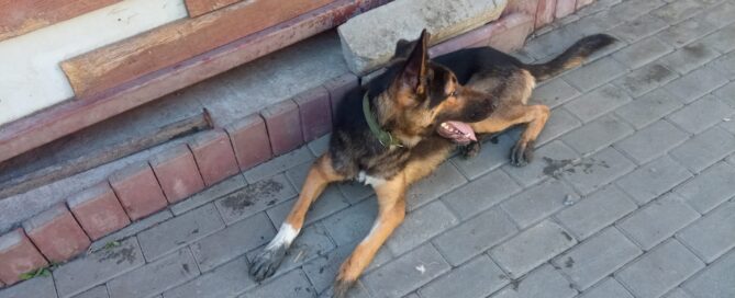 Tierschutzhund Giotto schaut sich auf dem Schutzhof um.