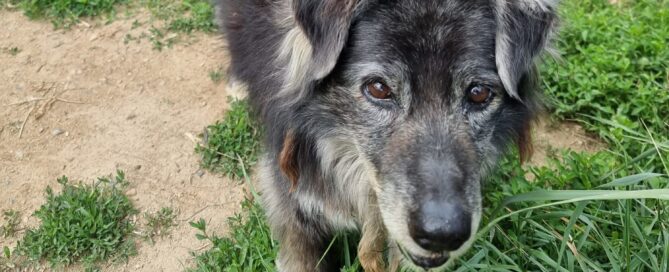 Tierschutzhund Buddy ist sehr alt.