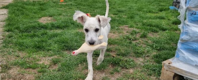 Tierschutzhund Glory kommt aus Rumänien.